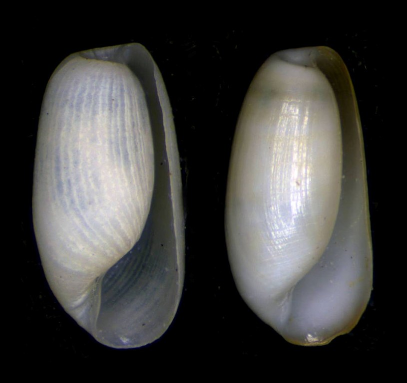 Conferma determinazione Retusa umbilicata e crebrisculpta